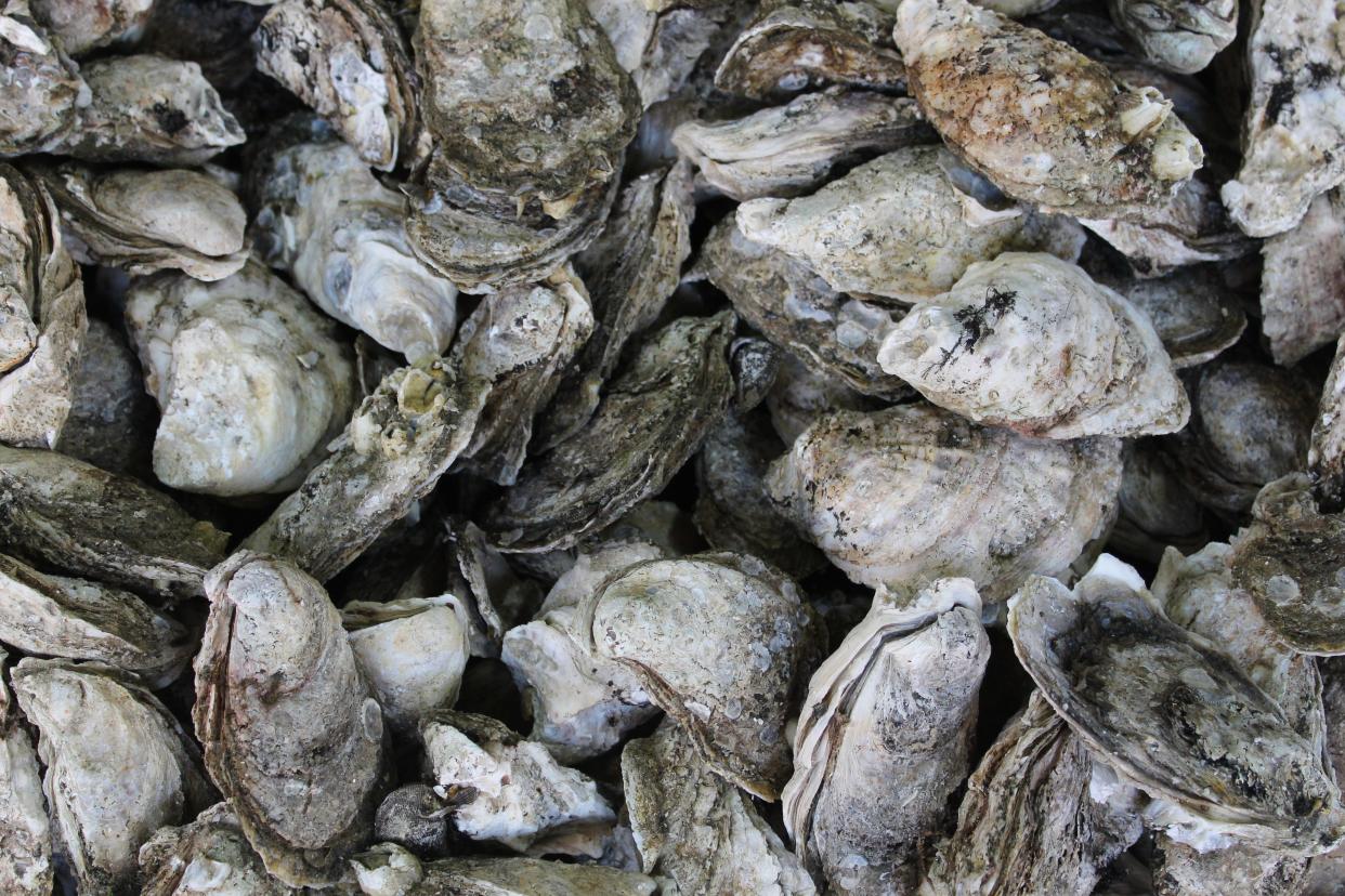 Oysters harvested in the Chesapeake Bay in Virginia.