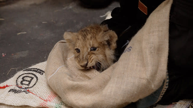 Adorable lion cubs receive first health check