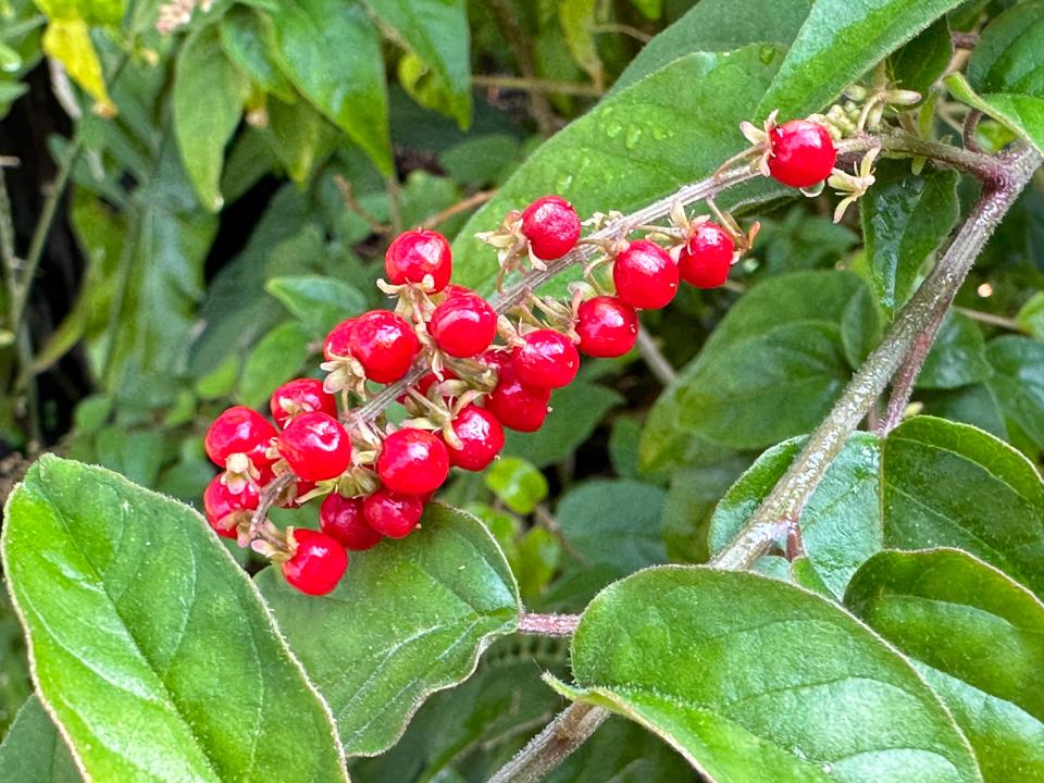 Berries on a rouge plant (Rivina humilis).