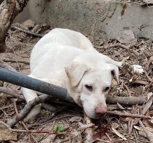 漁護署已非第一次以捕獸器捉狗，2019年2月一隻白色狗於獅子山被漁護署以捕獸器捕捉，當時他因掙扎而令嘴巴和前腳受傷。