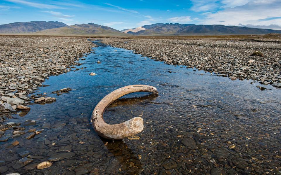 The tusk of an extinct woolly mammoth, estimated to be about 4,000 years old, on Wrangel Island