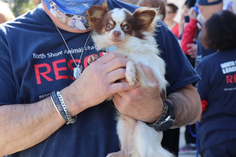 North Shore Animal League Takes in Puppy Mill Rescues