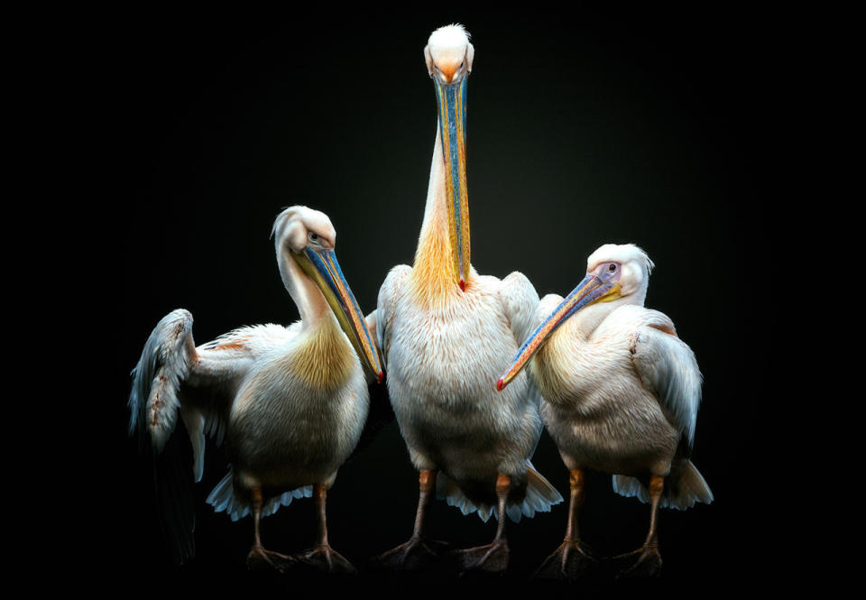 A pelican puts its wings around its children. (Photo: Pedro Jarque Krebs/Caters News)