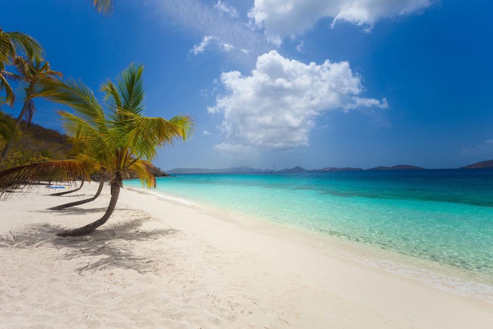 palm trees at Salomon Bay, St.John, US Virgin Islands