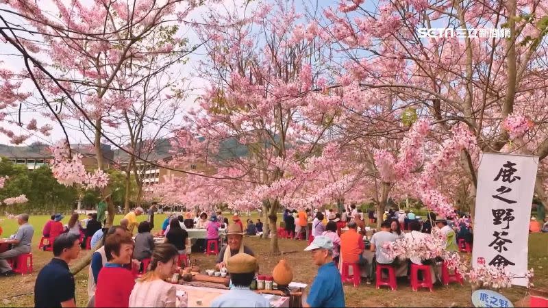 一棵棵粉色樹木是號稱「泰國櫻花」的花旗木。