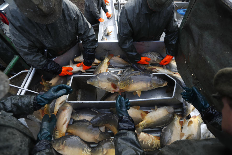 In this picture taken on Thursday, Nov. 15, 2018, fishermen sort fish, mostly carp, during the traditional fish haul of the Krcin pond near the village of Mazelov, Czech Republic. Czechs will have to pay more for their traditional Christmas delicacy this year after a serious drought devastated the carp population this year. (AP Photo/Petr David Josek)