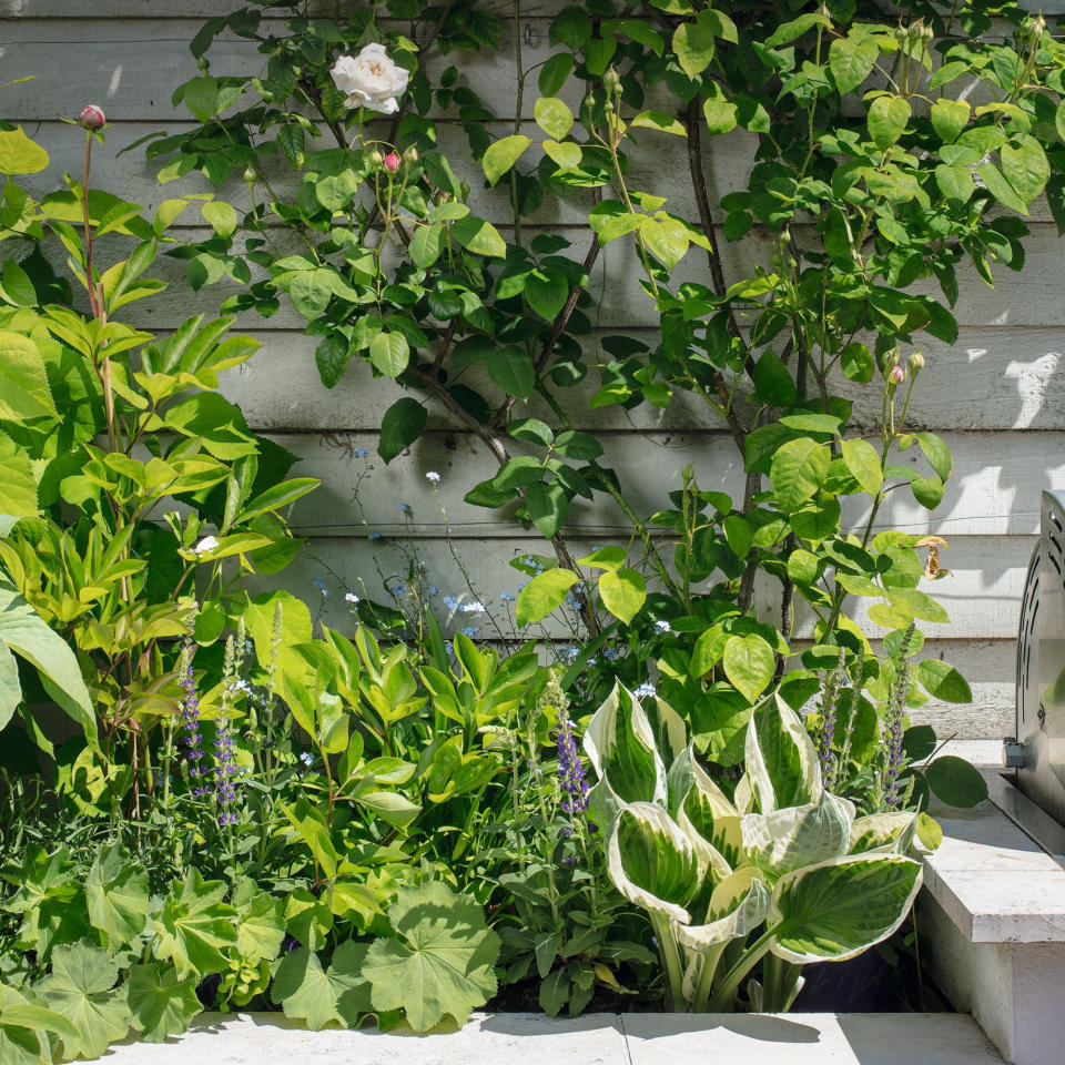 Raised flower bed with hosta, peony and rose