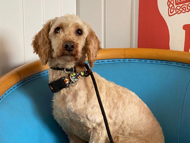 Western Telegraph: Vogue is a Miniature Poodle who needs affection and patience.