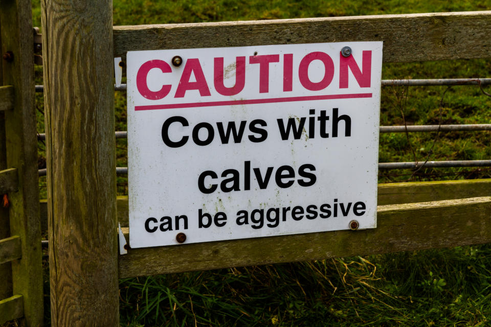 Cows and calves should not be in the same field if there is a public footpath or right of way. (Getty)