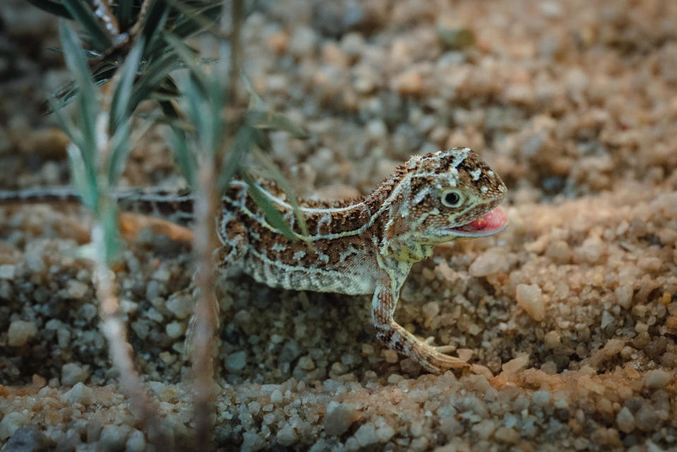 An earless dragon on a Victoria grassland in October 2023. / Credit: Courtesy of Zoos Victoria