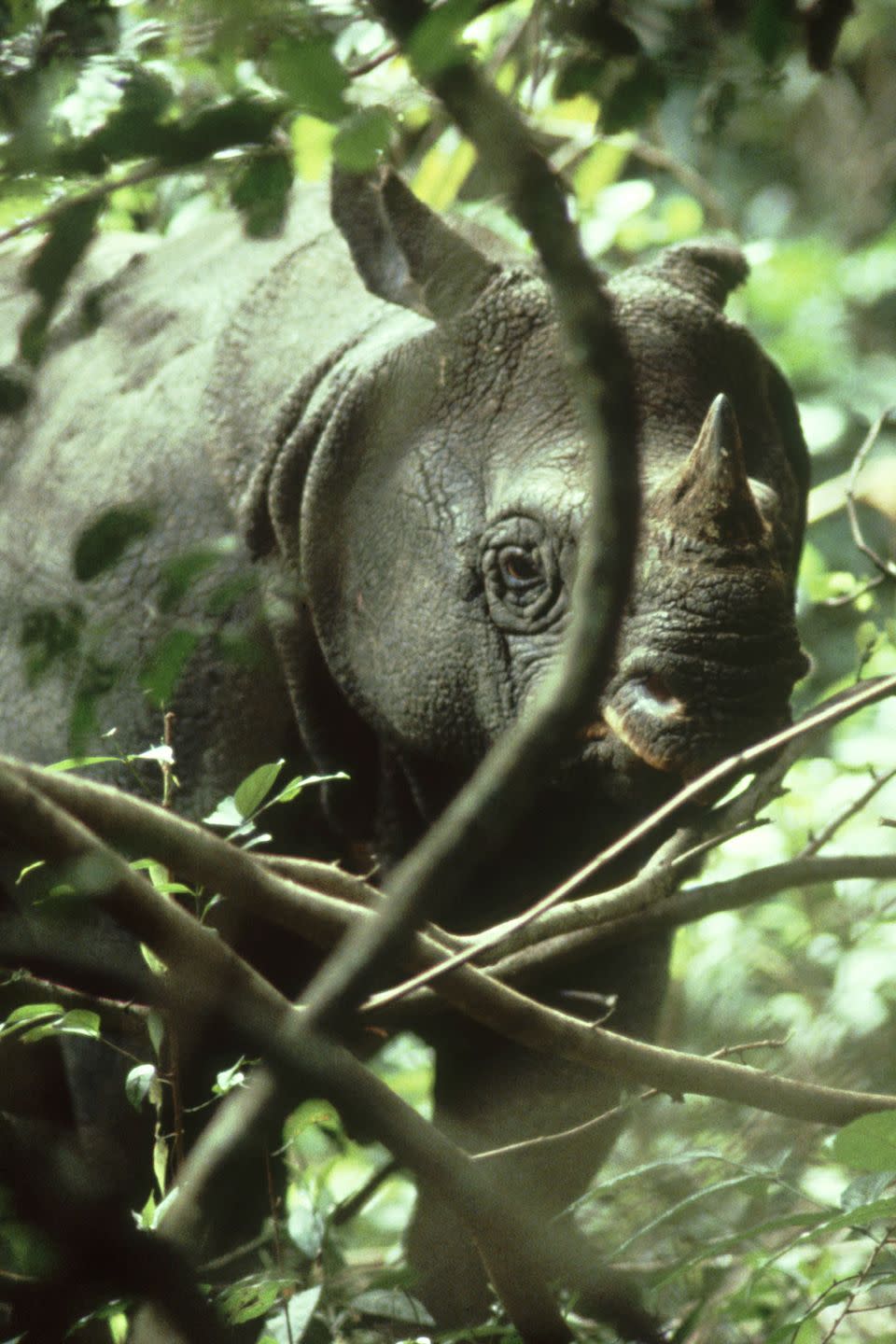 11) Javan Rhino