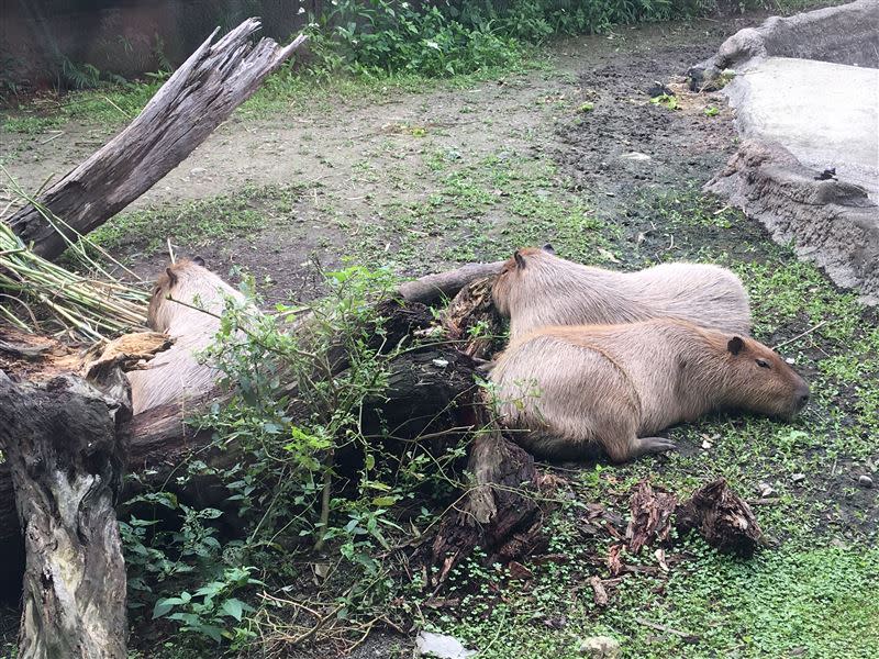 熱帶雨林室內館有許多高人氣的動物明星。（圖／記者詹婷惠攝影）