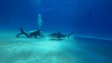 A scuba diver swims underwater near a large shark, appearing to reach out as the shark approaches. Bubbles rise from the diver's breathing apparatus