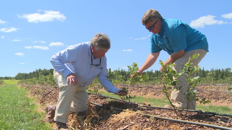 Father and son from Georgia run high bush blueberry project on P.E.I.