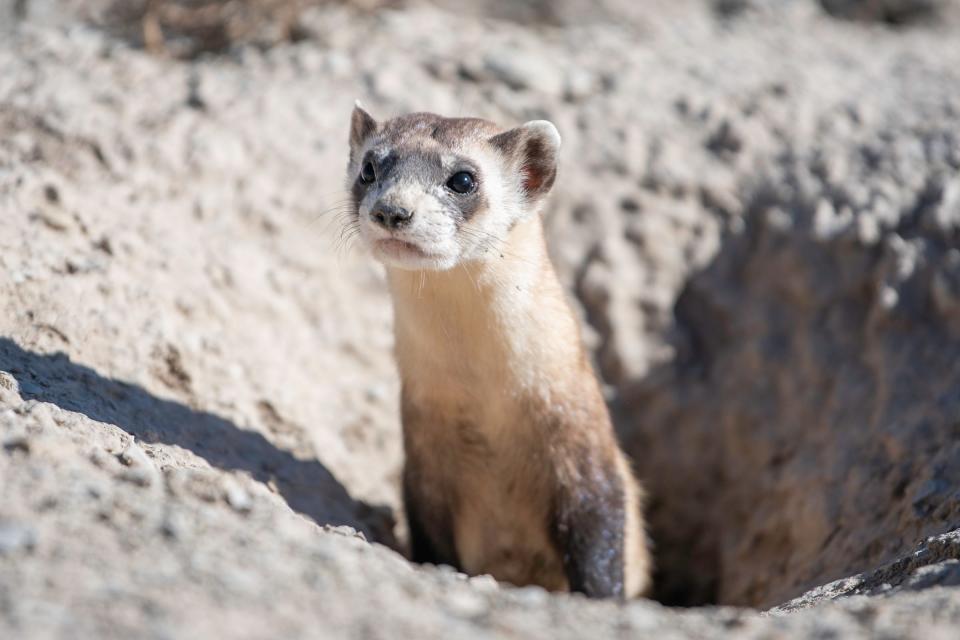 A black footed ferret kit pops up from a prairie dog hole after being released on the Walker Ranch in Pueblo West on Friday, November 19, 2021.