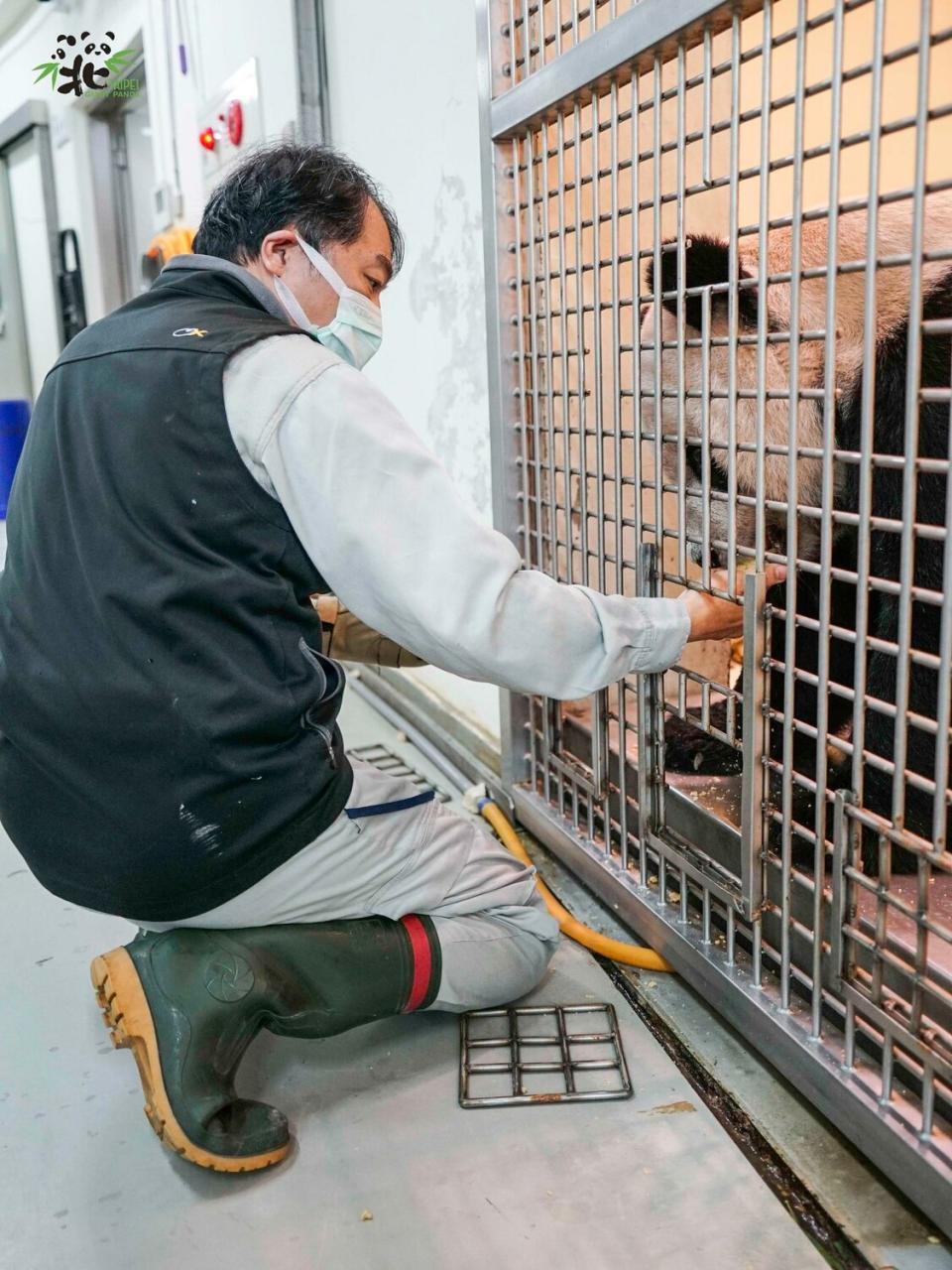 保育員給「團團」餵藥   圖：台北市市立動物園／提供