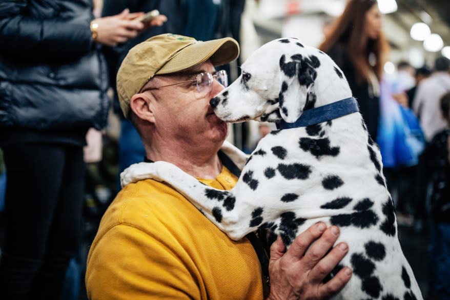 Reese, a dalmatian, at the American Kennel Club’s “Meet the Breeds” event.