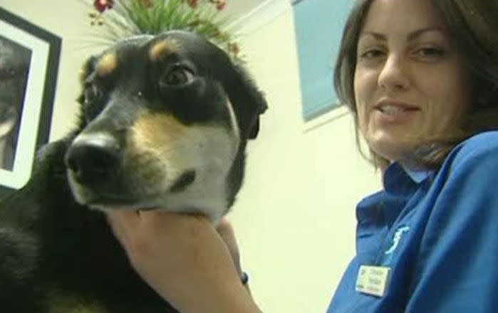 Don't forget to keep your furry friends cool, as vets warn of pet heat stress. Picture: 7 News