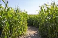 <p>Starting on September 8, visitors will be able to check out the <a href="https://exetercornmaze.com/" rel="nofollow noopener" target="_blank" data-ylk="slk:Exeter, Missouri;elm:context_link;itc:0;sec:content-canvas" class="link ">Exeter, Missouri</a>, eight-acre corn maze and the dozens of other fun fall activities featured on site. If you want to get in on their Halloween attractions, including their Haunted Corn Maze, save your visit for a Friday or Saturday night in October.</p><p><a class="link " href="https://go.redirectingat.com?id=74968X1596630&url=https%3A%2F%2Fwww.tripadvisor.com%2FTourism-g44355-Exeter_Missouri-Vacations.html&sref=https%3A%2F%2Fwww.countryliving.com%2Flife%2Ftravel%2Fg22717241%2Fcorn-maze-near-me%2F" rel="nofollow noopener" target="_blank" data-ylk="slk:PLAN YOUR TRIP;elm:context_link;itc:0;sec:content-canvas">PLAN YOUR TRIP</a></p>