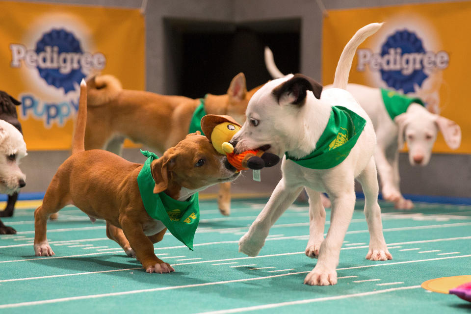 Puppy Bowl Is All Grown Up! Animal Planet to Air 'Dog Bowl' Event During 'Road to Puppy Bowl XIV'