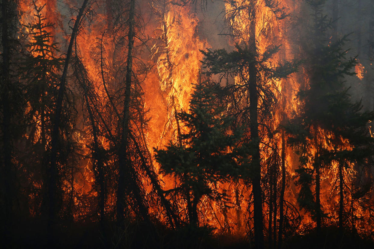 Flames engulf trees along a highway near Fort McMurray, Alberta, on May 6, 2016. COLE BURSTON/AFP via Getty Images