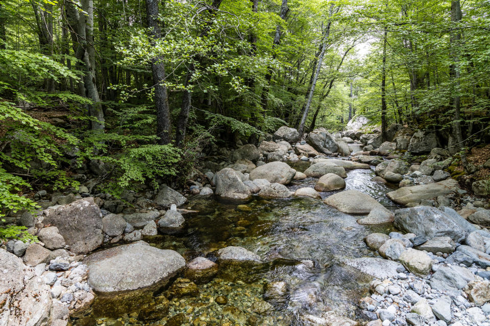 A forest stream flows over rocks and boulders, surrounded by dense, leafy trees