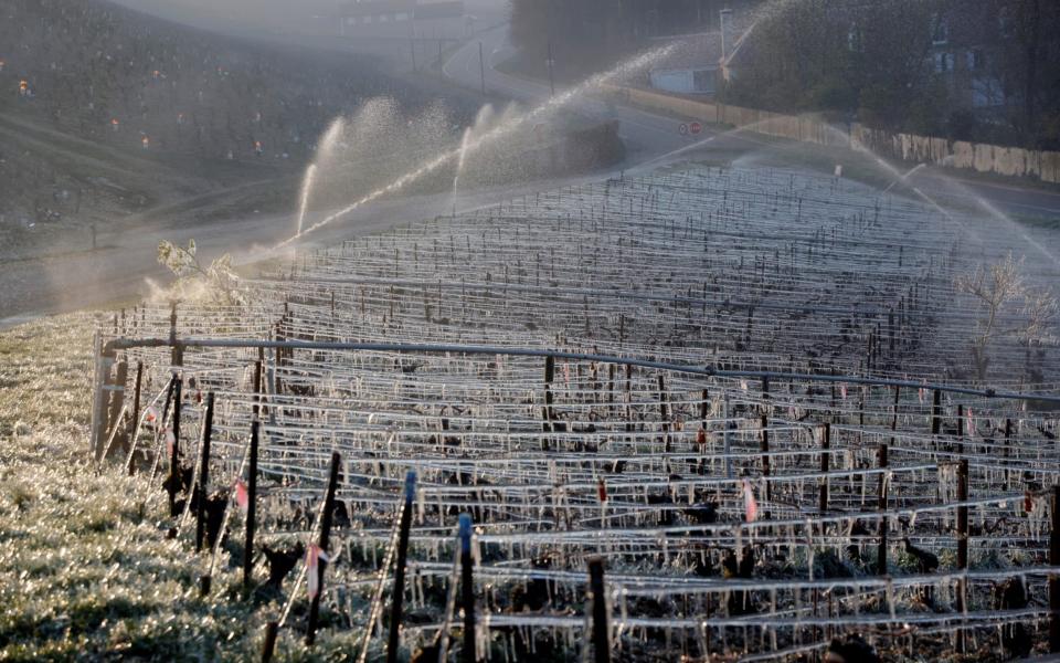 Water is sprayed early in the morning to protect vineyards from frost damage outside Chablis - PASCAL ROSSIGNOL /REUTERS