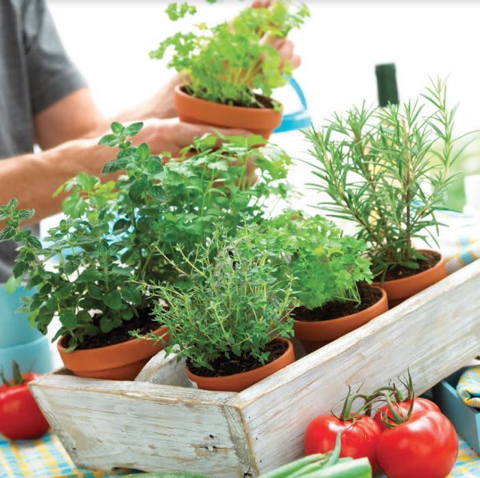 Healthy Herb Garden. Image via Veseys.