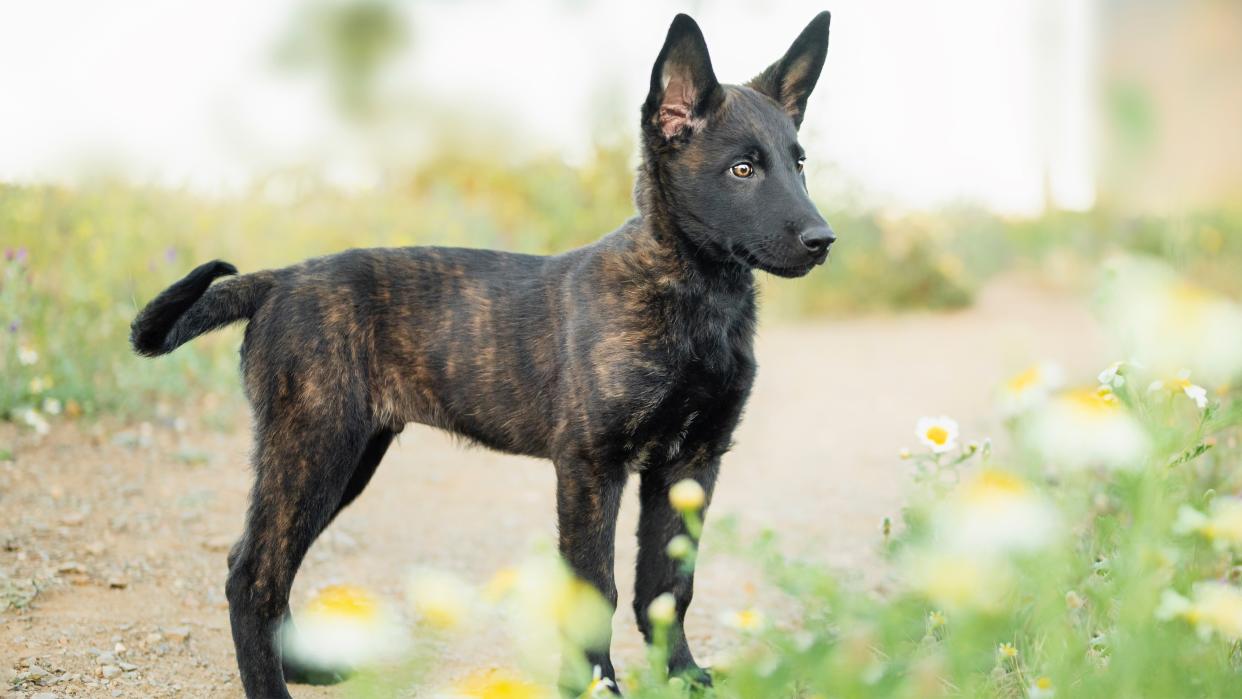 Dutch shepherd dog