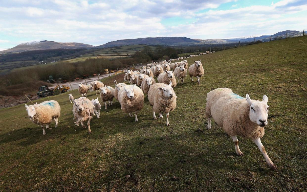 Sheep can carry a toxin which may trigger MS, scientists believe  - Getty Images Europe