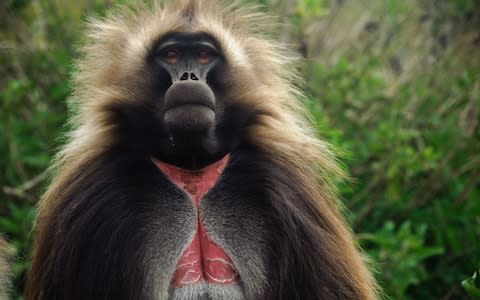 Geladas - Credit: Getty