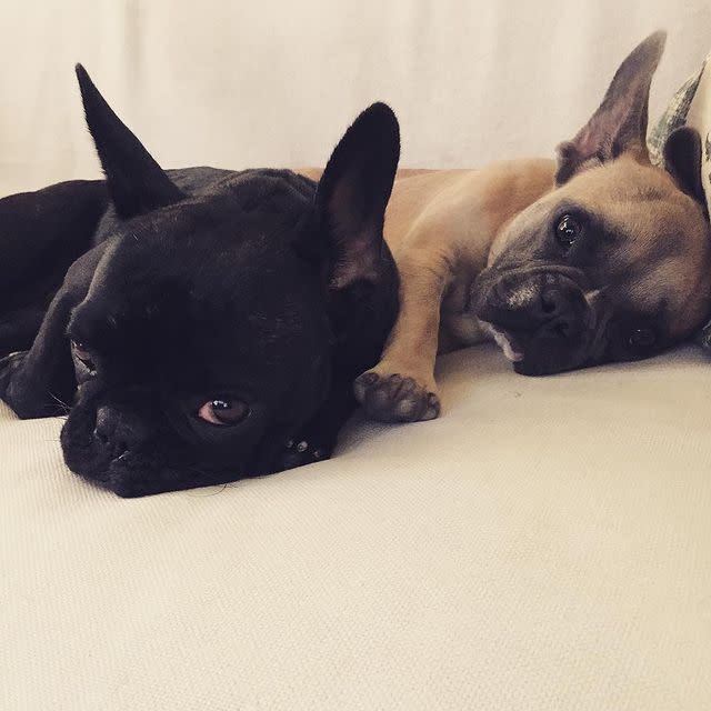 Lady Gaga's Dogs Were Stolen: See Photos of the Singer's French Bulldogs Asia, Koji and Gustav