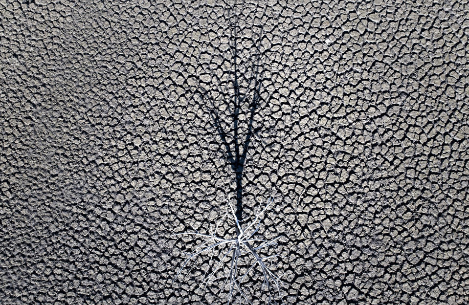 The shadow of a dead tree is cast on the cracked ground of the Sau reservoir, which is only at 5 percent of its capacity, in Vilanova de Sau, about 100 km (62 miles) north of Barcelona, Spain, Monday, Jan. 22, 2024. Barcelona and the surrounding area of Spain's northeast Catalonia are preparing to face tighter water restrictions amid a historic drought that has shrunk reservoirs to record lows. Catalonia has recorded below-average rainfall for 40 consecutive months. Experts say that the drought is driven by climate change and that the entire Mediterranean region is forecast to heat up at a faster rate than many other regions in the coming years. (AP Photo/Emilio Morenatti)