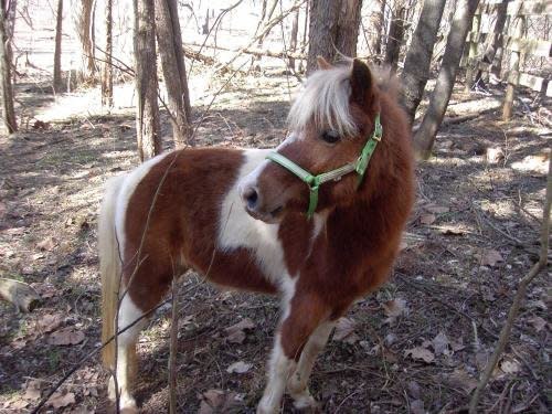 Cody is a 12 year old Shetland mini cross gelding. He is very shy but sweet.    Cody would make a wonderful babysitter or adorable lawn ornament.  You may be eligible for adoption if you live within a 50 mile radius of MHF's facility in Marshall, Va.