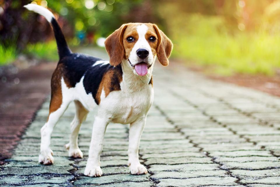 tri-colored beagle standing on cobblestone