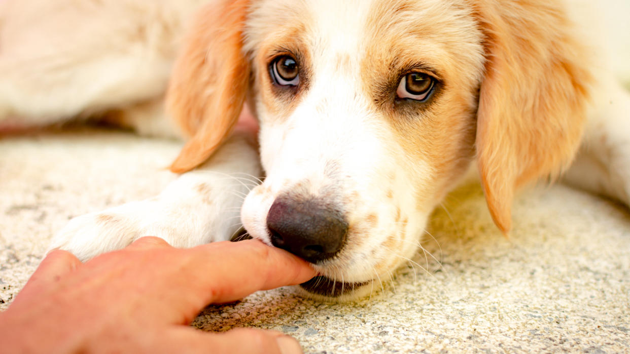  Puppy biting a person's finger 