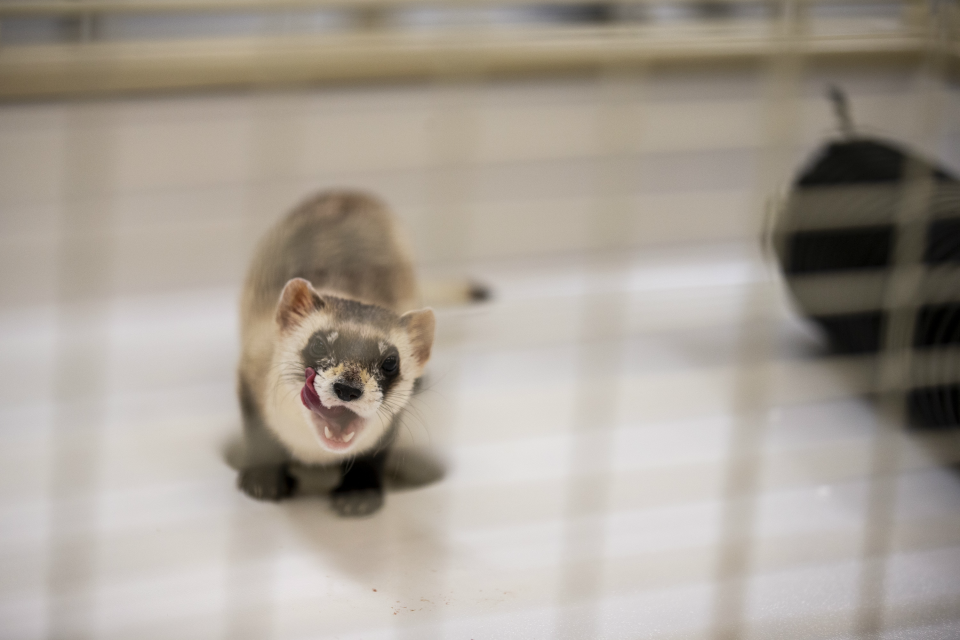A black-footed ferret is pictured on Thursday, May 2, 2019, at the Phoenix Zoo in Phoenix.