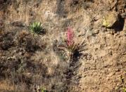 A bromeliad plant, Tillandsia religiosa (Center), can be found growing up to 5 feet tall (1.5m) in rocky habitat in northern regions of Morelos, Mexico. REUTERS/A. Espejo/Handout via Reuters