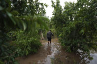 Carlos Martinez walk in his flooded back yard in the aftermath of Hurricane Orlene in Isla del Bosque, Mexico, Monday, Oct. 3, 2022. Hurricane Orlene made landfall on Mexico's Pacific coast near the tourist town of Mazatlan on Monday before quickly weakening over western Mexico. (AP Photo/Fernando Llano)