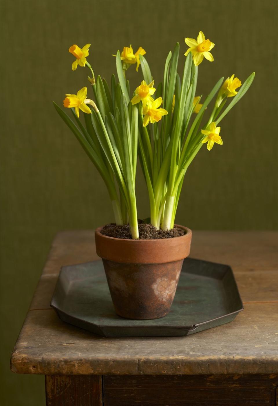 10) Daffodil
