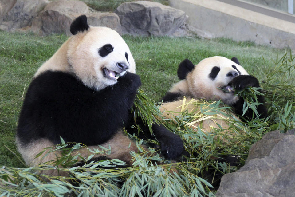 Ouhin and Touhin, giant panda twins, eat bamboo sticks at the Adventure World in Shirahama, western Japan, on March 24, 2017. Japanese panda fans on Tuesday, Feb. 21, 2023, bid teary farewells to their idols Xiang Xiang, “super papa” Eimei and his twin daughters, Ouhin and Touhin, ahead of their departure to China, where they will live in a protected facility in Sichuan province. (Kyodo News via AP)