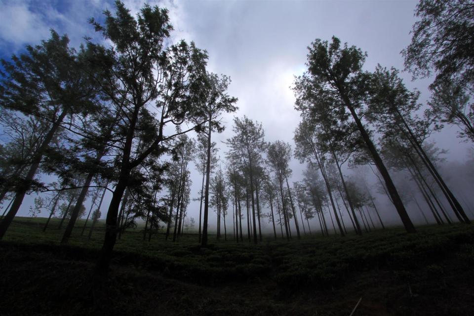 The mesmerizing smell of eucalyptus