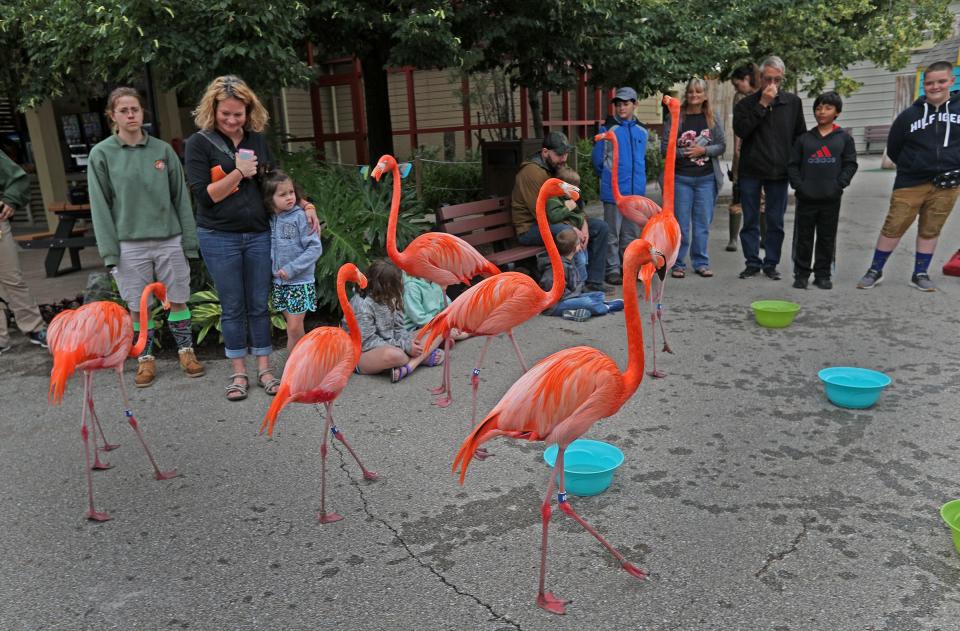 Visitors get a close-up view of flamingos during the Flamingo Mingle at the Indianapolis Zoo, Thursday, June 13, 2019.