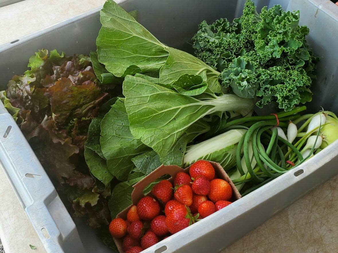 Subscriptions for vegetable baskets in Quebec plummeted by 35 to 40 per cent this spring.  (Radio-Canada - image credit)