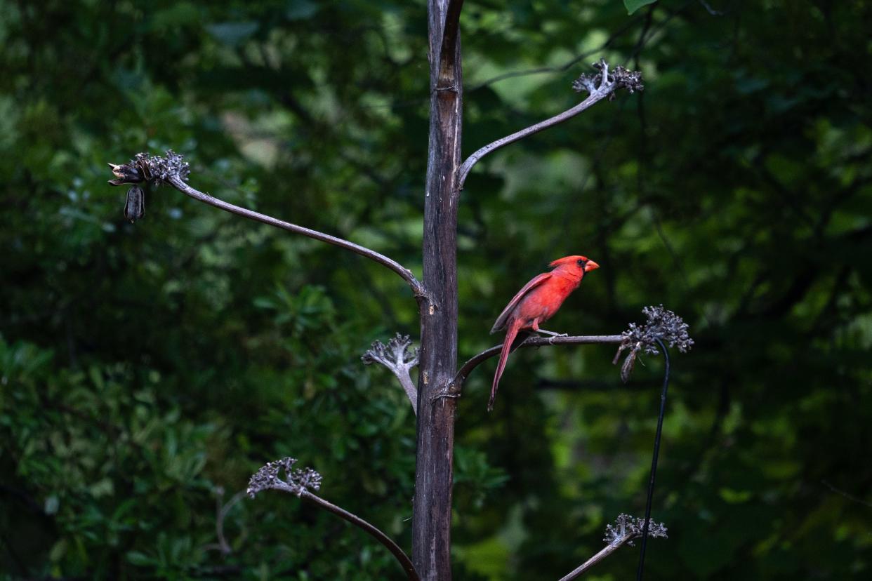 A Northern Cardinal perched on an agave, June 11, 2023, at Cave Creek Ranch, Portal, Arizona.