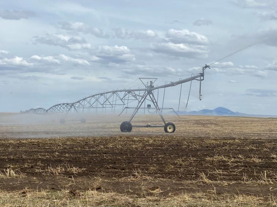 Farmers were worried about their crops in early May after the province warned they could exceed their share of the natural flow of the Milk River again this year. (Elise Walker - image credit)