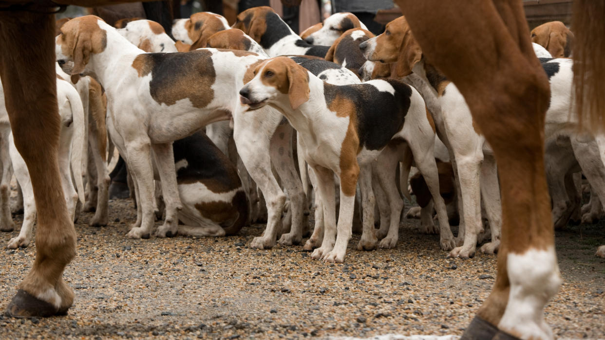 Pack of healthy American foxhounds waiting for hunting