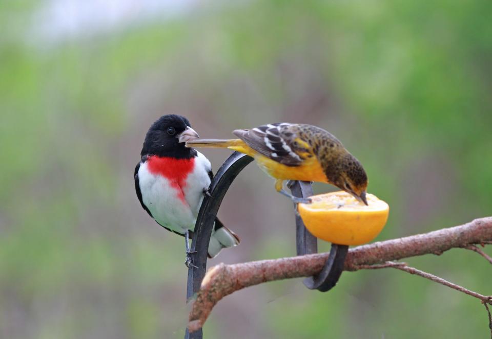 "I want that orange," says the grosbeak to the oriole. Reader Janie Ferguson enjoys when the rose-breasted grosbeak and the Baltimore orioles come her way in the spring.