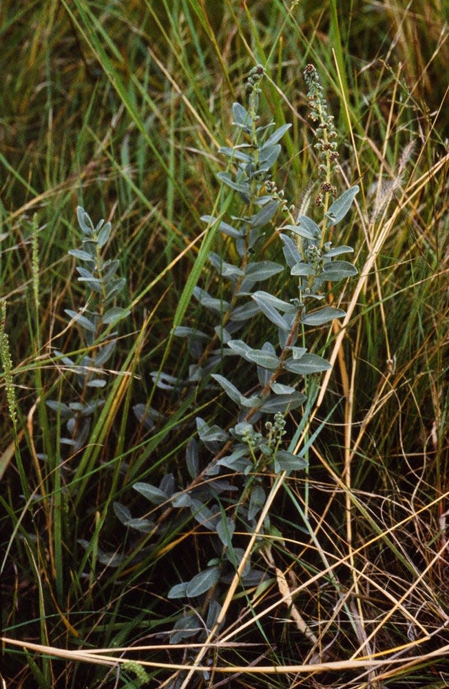 The mature leaves of South Texas ambrosia are oval shaped, unlobed, and have a thick layer of microscopic hairs, which make them appear grayish-green.