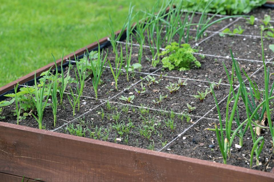 Try square-foot gardening